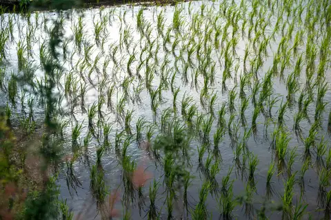 Agro Farming - Get a hands-on paddy farming experience in the middle of a food forest.